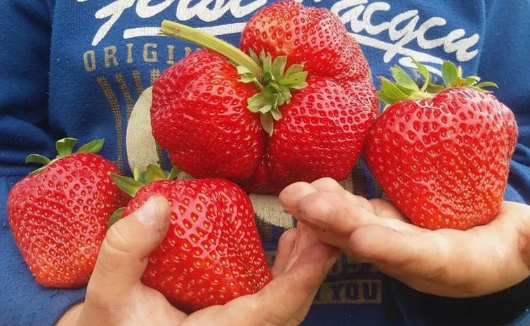 Этот сорт клубники завоевал популярность: секреты успешного урожая