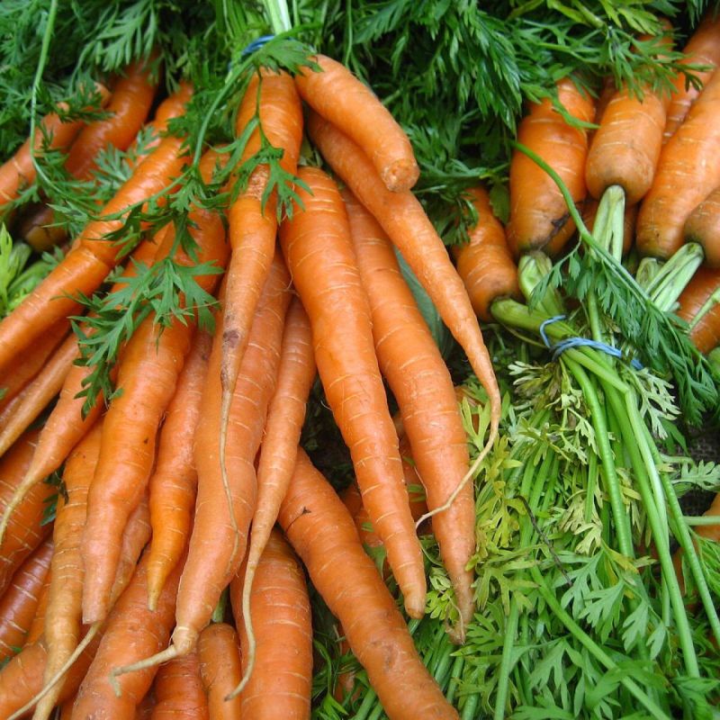 Как защитить морковь от сорняков: лучшие советы для успешного урожая