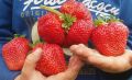 Этот сорт клубники завоевал популярность: секреты успешного урожая