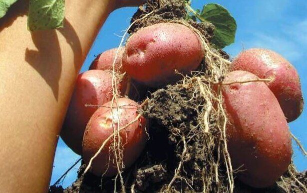 Как правильно окучивать картофель: 3 главных правила для повышения урожайности