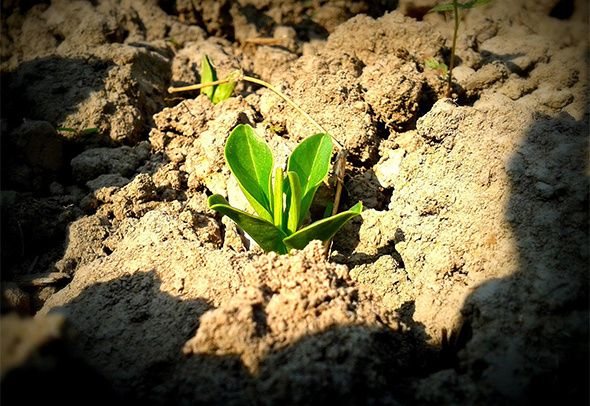 Кислая почва: что с ней делать?