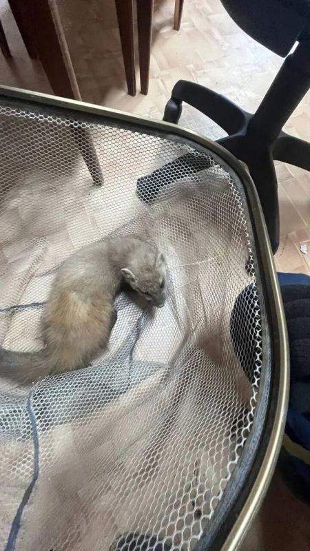 В Сарапуле спасатели выловили проникшую в техникум куницу