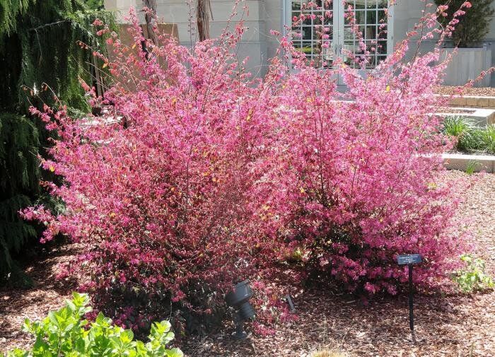 Лоропеталум: экзотическая красота, которая украсит ваш сад