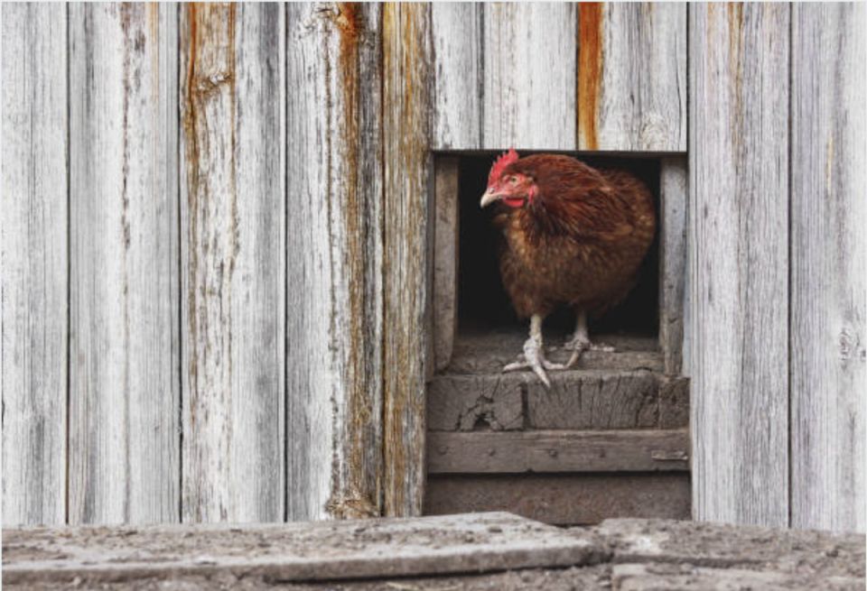 Эффективные и бюджетные методы дезинфекции курятников