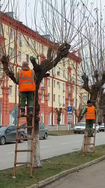 В Ижевске кронируют полторы тысячи деревьев