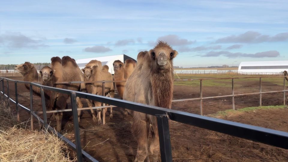 В зоопарке Удмуртии появился новый обитатель — верблюдица Яшма