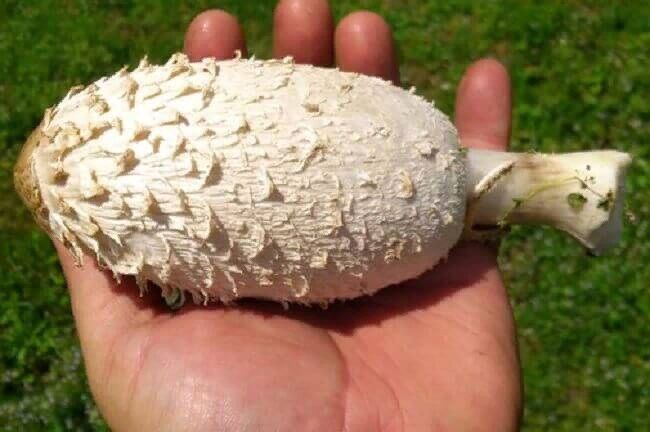 Навозник белый: необычный гриб с таинственным обаянием