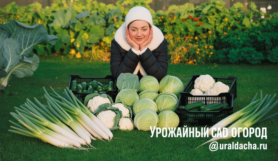 Как вырастить гигантскую капусту: секреты успешной подкормки