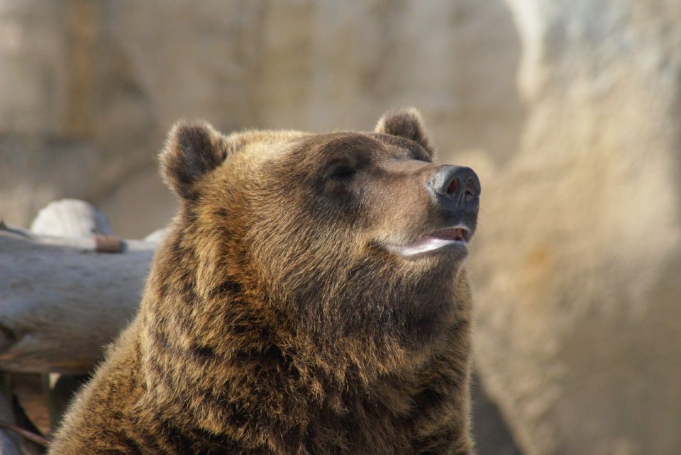 Четыре главных «сони» зоопарка Удмуртии пока не собираются впадать в зимнюю спячку, об этом «Сусанину» рассказали в пресс-службе учреждения
