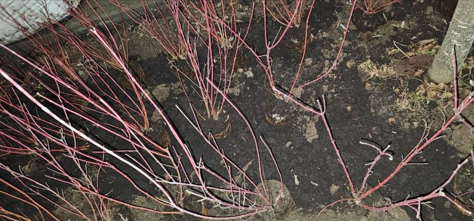 Фотографии с улицы Советской в Ижевске, где «ударными темпами» продолжается обещанное городскими властями озеленение, прислали подписчики Udm-Info Фотографии с улицы Советской в Ижевске, где «ударными темпами» продолжается обещанное городскими властями озеленение, прислали подписчики Udm-Info