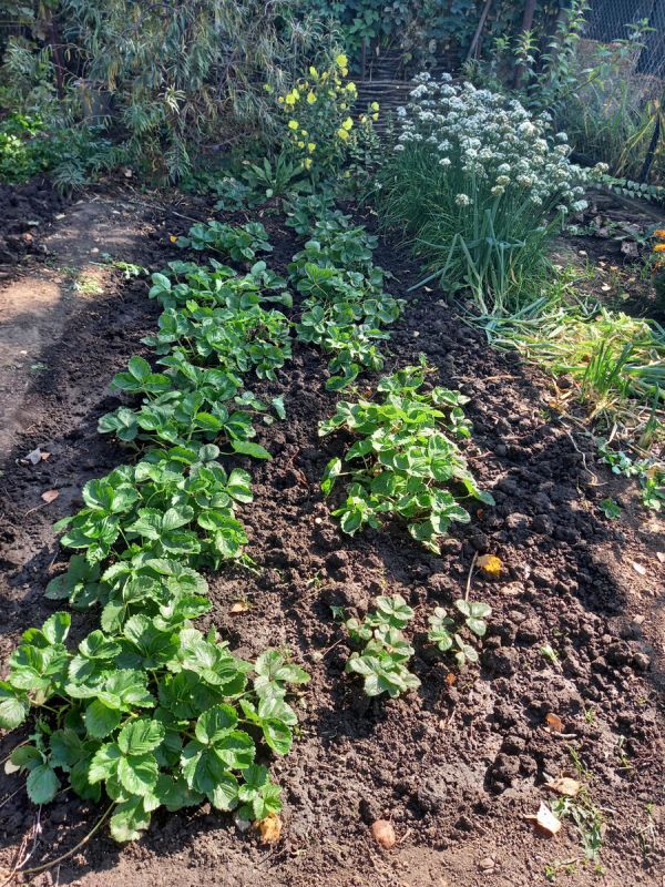 Восстановление истощенной почвы: биологические методы