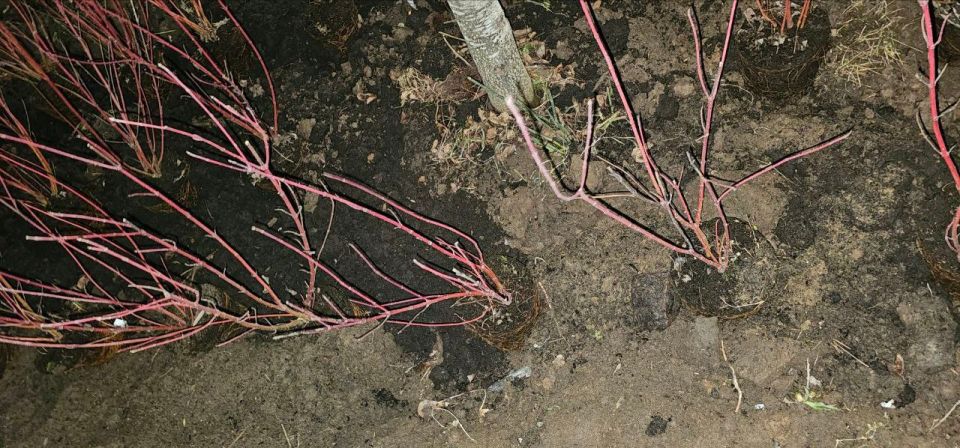 Фотографии с улицы Советской в Ижевске, где «ударными темпами» продолжается обещанное городскими властями озеленение, прислали подписчики Udm-Info Фотографии с улицы Советской в Ижевске, где «ударными темпами» продолжается обещанное городскими властями озеленение, прислали подписчики Udm-Info