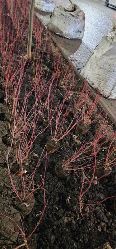 Фотографии с улицы Советской в Ижевске, где «ударными темпами» продолжается обещанное городскими властями озеленение, прислали подписчики Udm-Info Фотографии с улицы Советской в Ижевске, где «ударными темпами» продолжается обещанное городскими властями озеленение, прислали подписчики Udm-Info