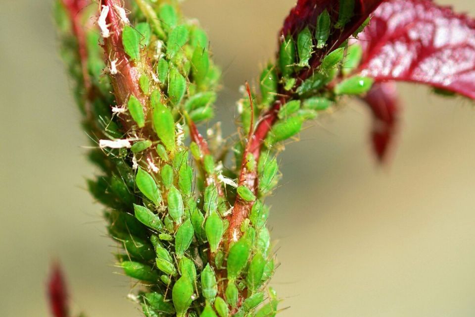 Эффективные способы борьбы с тлёй: как спасти ваши растения