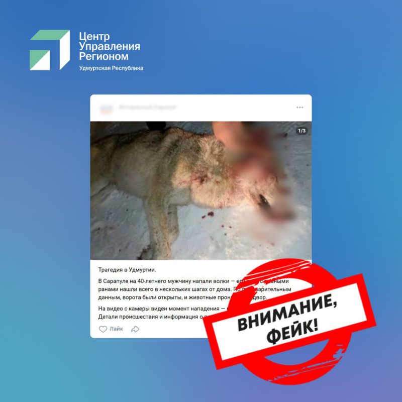 Фейк о нападении волков в Сарапуле опровергли в минприроды Удмуртии