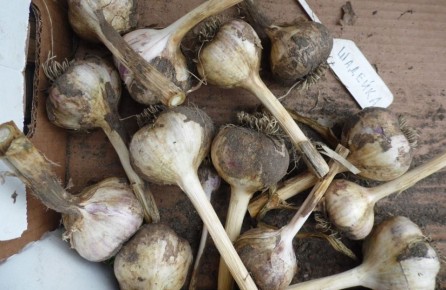 Чеснок Шадейка: секреты успешного выращивания и хранения урожая