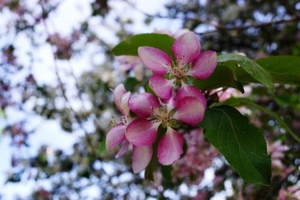 Декоративные яблони: как создать японскую сказку в своем саду