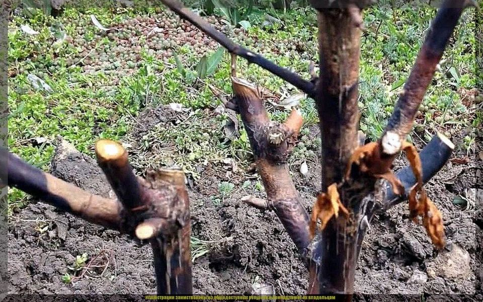 Почему зимнее укрытие растений может стать непредсказуемым?