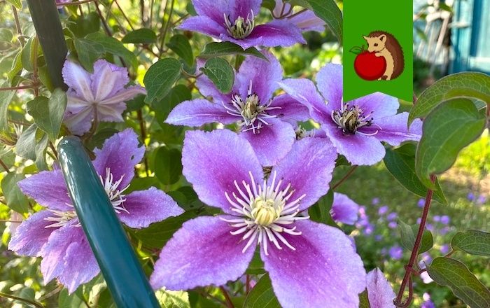 Клематисы и их соседи: что стоит учитывать при посадке