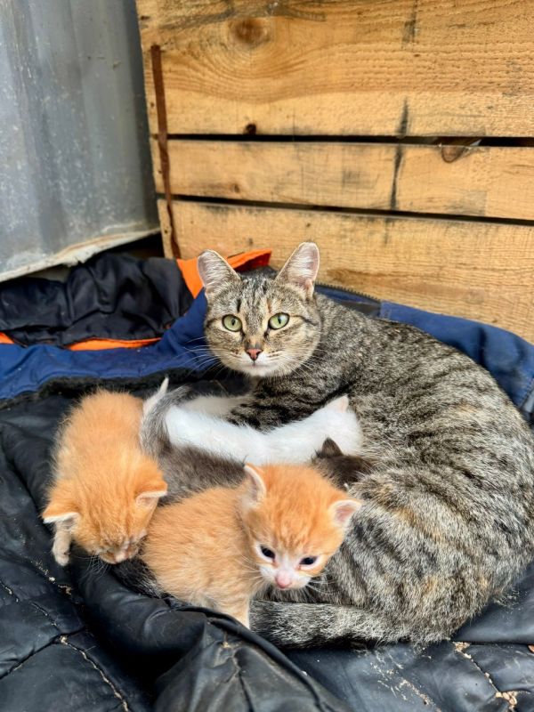 Ещё одна прекрасная история в День матери — спасённая на свалке в Удмуртии кошка родила шесть котят