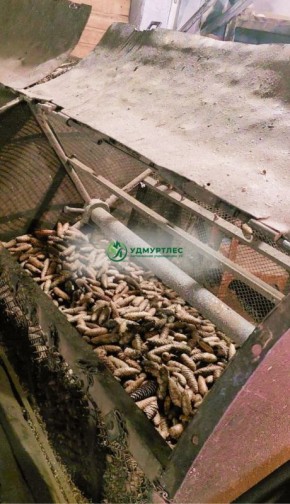 После сбора шишек в дело вступили шишкосушилки