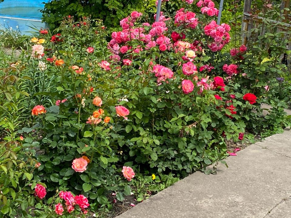 ������ ������ ������� ��� ��� �������� � ���� �������������?