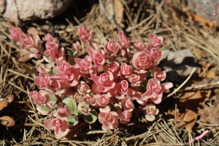 Очарование очитка 'Pinky'