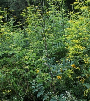 ����������� �����������: ������� ��������� � ��� ������� ������