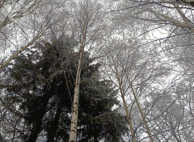 В Удмуртии выявили один случай незаконной вырубки ели для празднования нового года