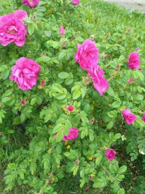 ������ ��� ���������: ��� ����� �� ������������ � ������� ������� �����