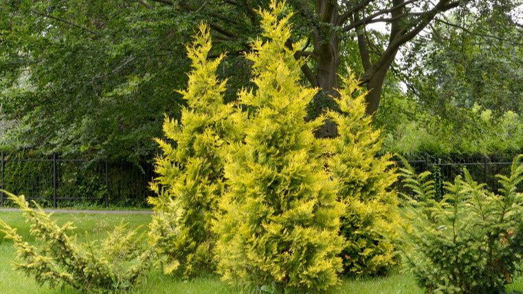 ��� ��������� �������� �� ������� ����������� ���������� ���������� ������