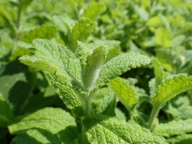 ������ ������ ��������� ����: ������� �������� �������