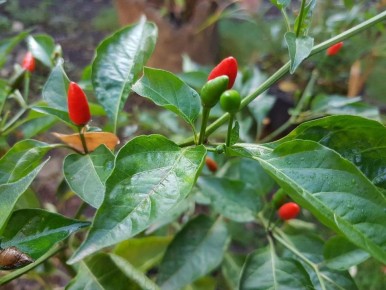 ��� ����� ����� �� ��������� �������: ����������� ����������� ��� �����