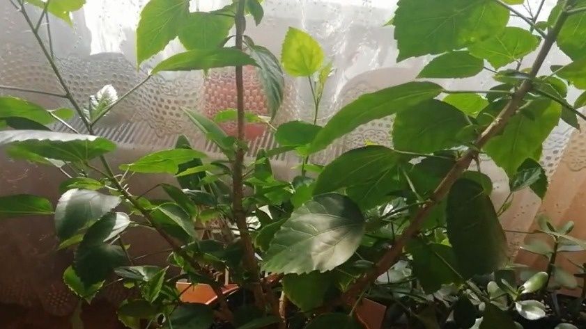 ��� ��������� ���� ������������ �� ����������� ����� � �������� ������