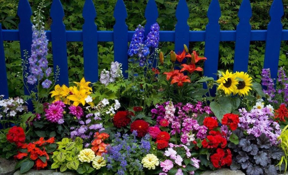 Цветущий рай: многолетние растения, которые украсят ваш сад на долгие годы