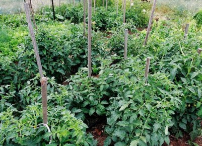 ������� �������� ������� �������: ��� �������� ���������������� ������