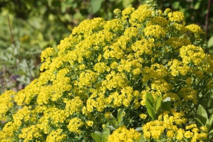 ������� �����������: ������� ������������ ��� ������������� ����� � ����?