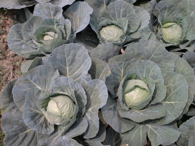 Как спасти капусту от гусениц: проверенные методы и простые рецепты