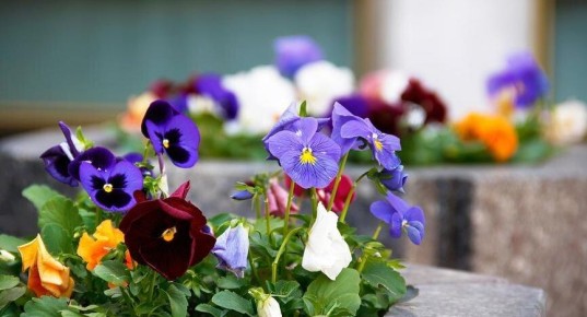 ��������� �����: �� ������� ������� �� gourmet-����