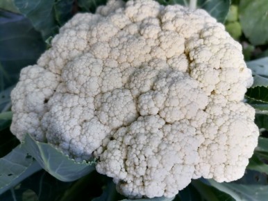 Секреты успеха в выращивании цветной капусты