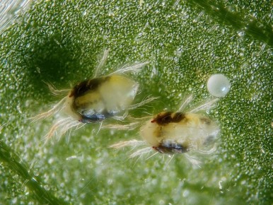 ������� ������� ������������ ���������� ����� � ��������� �����������