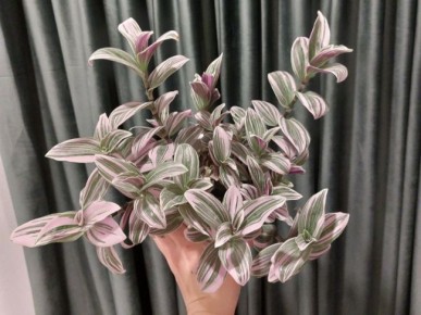 ��� ������� ��������� ����� ��� ������������: ������ ���������