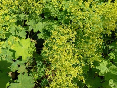 �������� ��� ��������