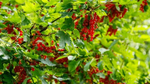 ��� ������� ��������� ������������� ���: ������� ��� ������� ��������