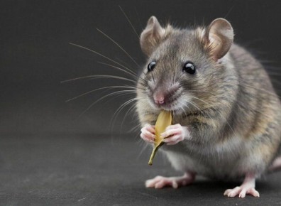 � �������� �� ��� ������� �������������� �������� ����������