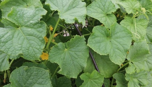 ��� ��������� ������ ������� �� ������ �������: ��������� ���������