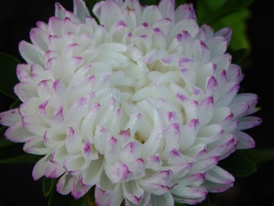 Тайны устойчивой астры: как вырастить сорт Яблунева без фузариоза