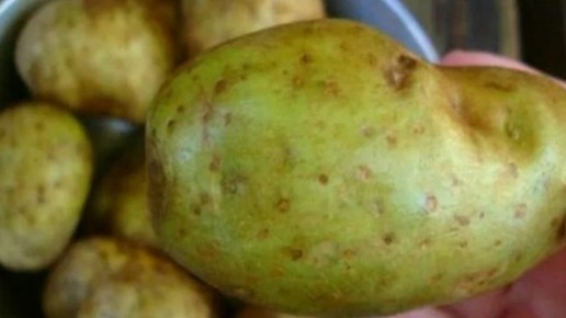 Закладываю зеленый картофель на хранение в темноте: 5 условий для семенного материала