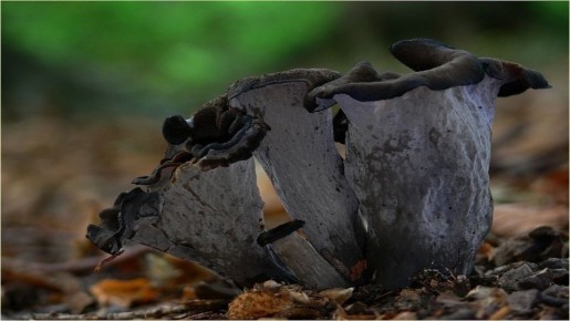 ���� ��������� ��������� �����: ������ ������� � ������� ���������