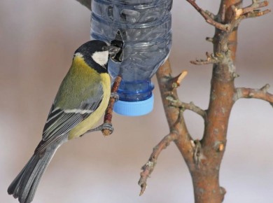 ��� �������� ������� �����: ���������� ����� ��������